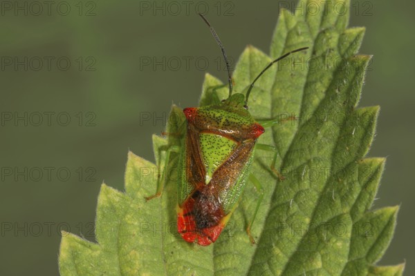 Wipfel-Stachelwanze (Acanthosoma haemorhoidale) sitting on a stinging nettle leaf, Baden-Württembergt, Germany