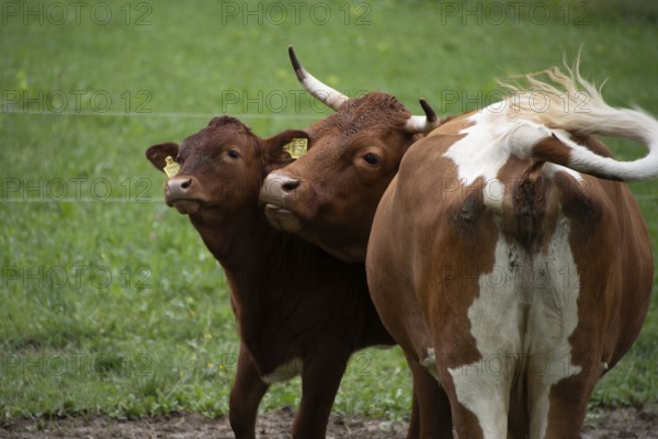 Cow and calf standing close together in the pasture, Zgornje Jezersko, Gorenjska, Slovenia