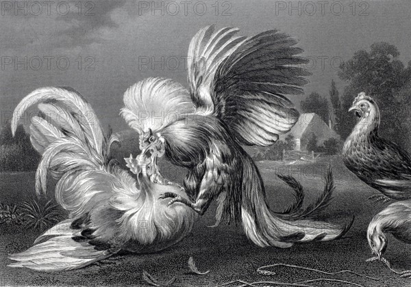 Cockfight, steel engraving after a painting by Frans Snyders, Historic, digitally restored reproduction of a 19th century original, Two fighting cocks in a detailed rural illustration in black and white