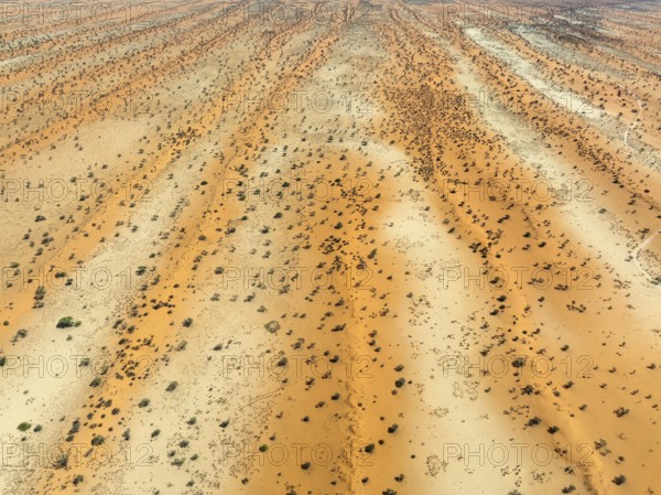 Parallel, linear sand dunes grown with camelthorn trees (Vachellia erioloba) in the Kalahari Desert. Aerial view. Drone shot. Namibia