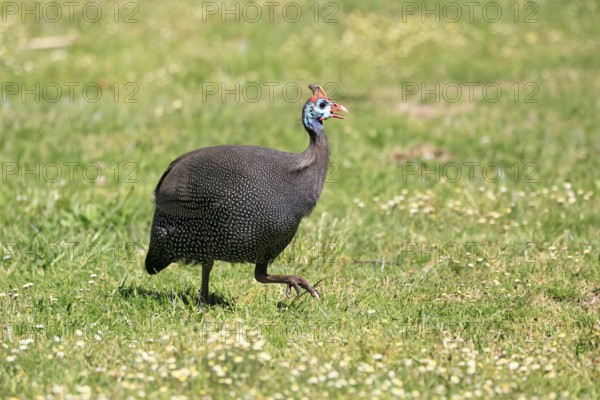 Helmeted guineafowl (Numida meleagris), adult, calling, running, foraging, Kirstenbosch Botanical Gardens, Cape Town, South Africa
