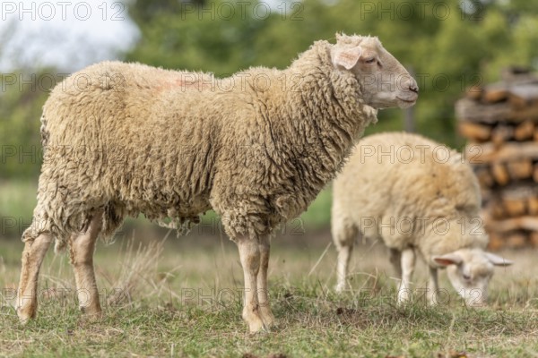 Twee schapen grazen in een groen weiland op een heldere dag. Bas Rhin, Alsace, France
