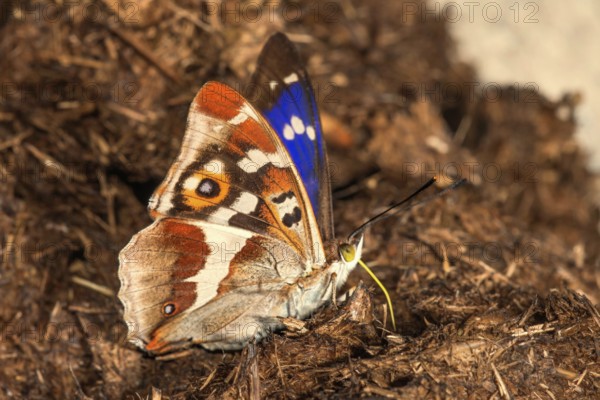 Male Apatura iris (Apatura iris) sucking on horse faeces, Baden-Württemberg, Germany