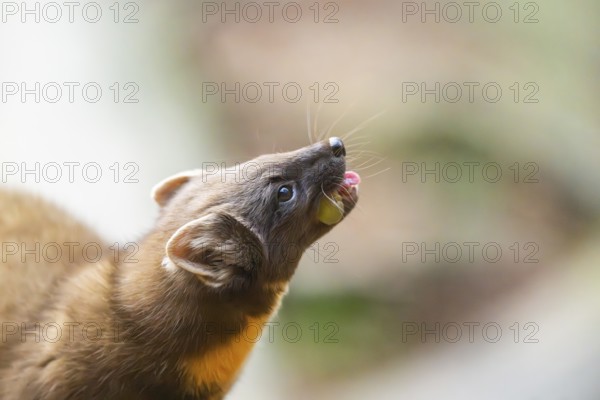 European pine marten (Martes martes) in a forest in autumn, Bavaria, Germany