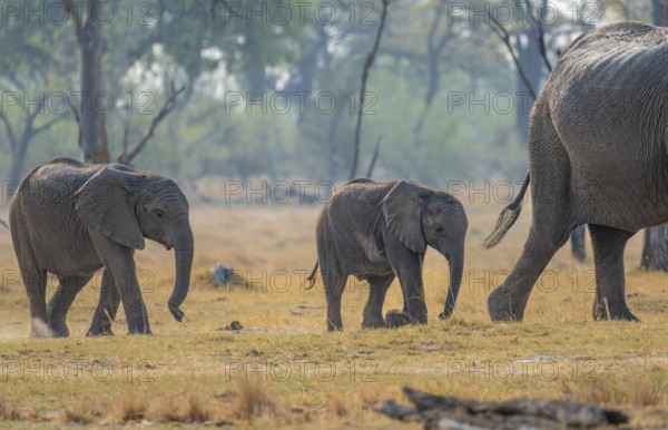 African elephant (Loxodonta africana), two young running behind the mother, Okavango Delta, Moremi Game Reserve, Botswana