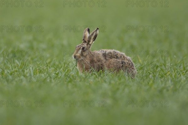 European brown hare (Lepus europaeus) adult animal feeding in a farmland cereal field in springtime, England, United Kingdom