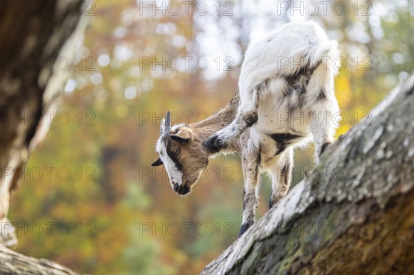 Domestic goat (Capra hircus) standing on a wood in autumn, Bavaria, Germany