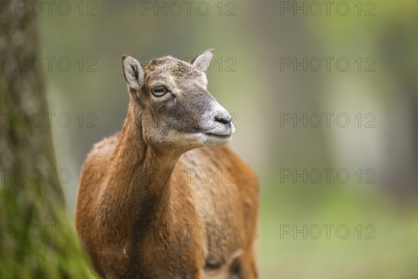 European mouflon (Ovis aries musimon) sheep (female) standing in a forest in autumn, portrait, Bavaria, Germany