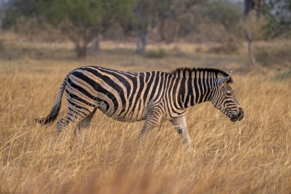 Plains zebra (Equus quagga), in dry grass, Okavango Delta, Moremi Game Reserve, Botswana