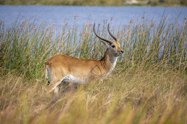 Letschwe or lychee moor antelope (Kobus leche), in dry grass by a river, Okavango Delta, Moremi Game Reserve, Botswana