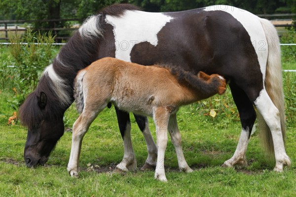 Icelandic horses (Equus islandicus), mare suckling foal in a meadow, colt, animal child, Schleswig-Holstein, Germany