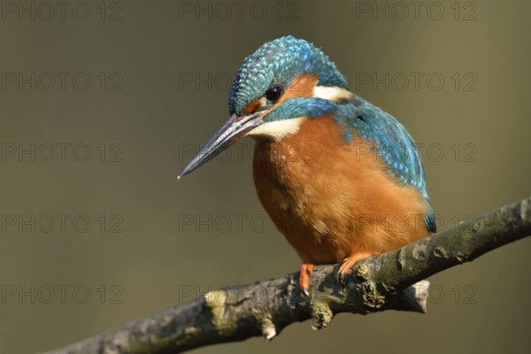Hunting from a perch... Kingfisher (Alcedo atthis) hunting small fish, perched on a branch above the water, also known as the blue diamond because of its bright plumage colours, native birdlife, wildlife, nature, Lower Rhine, Rhineland, North Rhine-Westphalia, Germany, Western Europe