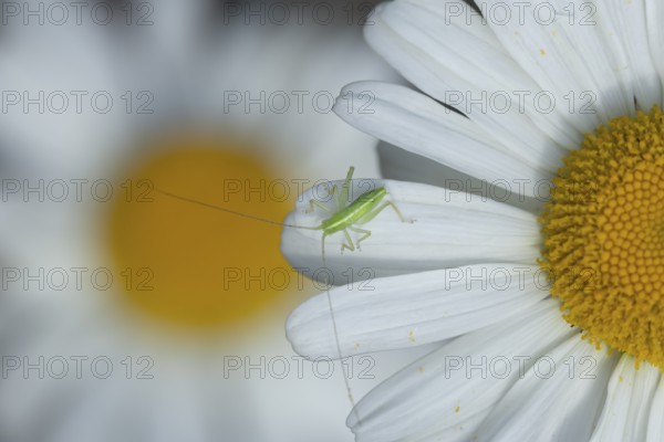 Oak bush cricket (Meconema thalassinum) juvenile baby insect on an Oxeye daisy flower, England, United Kingdom