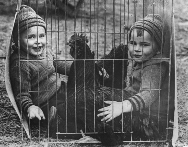 Children with a cockerel in a cage, 1930s, Two laughing children sitting with a chicken in a cage, Historical photo