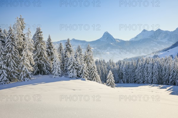 View of Sattelegg with Chöpfenberg in the background, Canton Schwyz, Switzerland