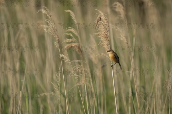 Bearded tit or reedling (Panurus biarmicus) juvenile bird on a Common reed (Phragmites australis) stem in a reed bed, England, United Kingdom