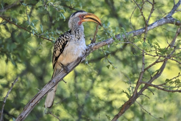 Southern Yellow-billed Hornbill (Tockus leucomelas), Red-ringed Hornbill, adult, on tree, alert, Kruger, Kruger National Park, South Africa