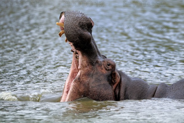 Hippopotamus (Hippopatamus amphibius), adult, in water, yawning, threatening, portrait, Kruger, Kruger National Park, South Africa