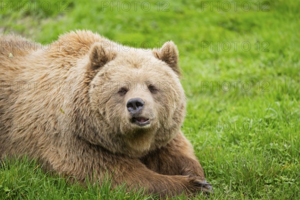 Eurasian Brown Bear (Ursus arctos arctos) lying on a meadow, portrait, Bavaria, Germany