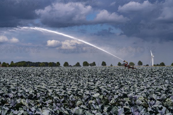 Agriculture, artificial irrigation of a field, irrigation system, cabbage cultivation, red cabbage, near Kempen on the Lower Rhine, North Rhine-Westphalia, Germany
