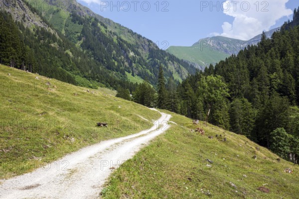 Hiking trail in the Dietersbach valley between Gerstruben and Dietersbachalpe, near Oberstdorf, Allgäu Alps, Oberallgäu, Allgäu, Bavaria, Germany