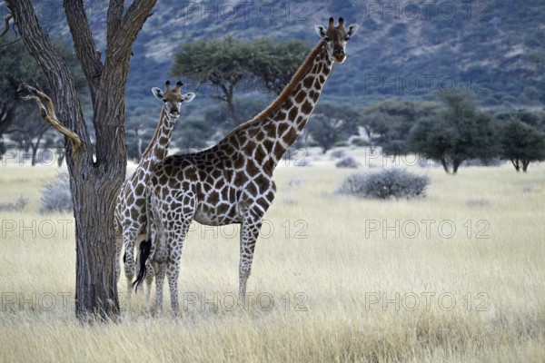Giraffe (Giraffa camelopardalis giraffa) mother with young in early morning light, Namibia