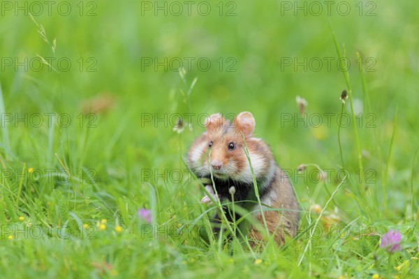 A European hamster (Cricetus cricetus) collects herbs, grass and daisies in a fresh green meadow