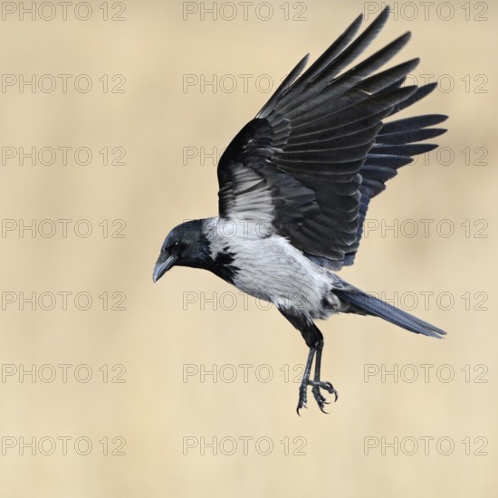 On the approach... Hooded Crow (Corvus cornix) in flight, flying, unmistakable raven bird due to its grey-black colouring, closely related to the Raven, occurrence mainly in eastern Germany, native birdlife, wildlife, nature, Mecklenburg-Western Pomerania, Germany, Western Europe