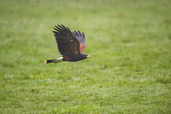 Harris's hawk (Parabuteo unicinctus) flying over a meadow, autumn, Bavaria, Germany