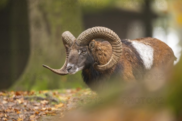 European mouflon (Ovis aries musimon) ram (male) walking in a forest in autumn, Bavaria, Germany