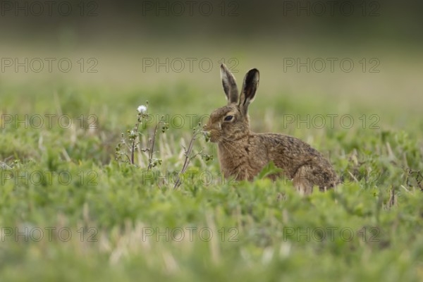 European brown hare (Lepus europaeus) adult animal in a farmland field in springtime, England, United Kingdom