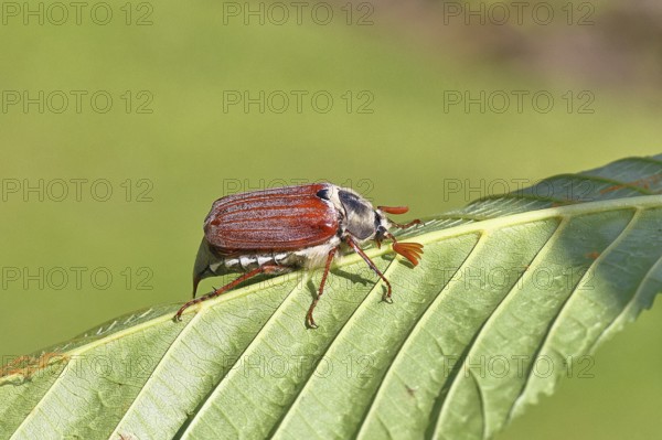 May beetle, wood cockchafer (Melolontha hippocastani), male, on leaf of a horse chestnut (Aesculus hippocastanum), close-up, Wilnsdorf, North Rhine-Westphalia, Germany