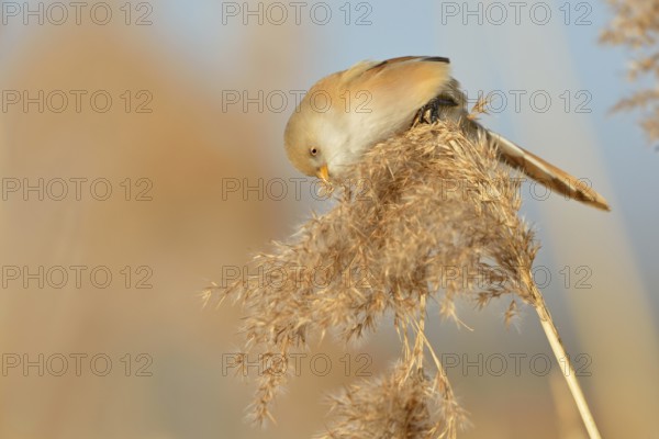 Bearded Tit (Panurus biarmicus) in spring, adult female, sitting on reed frond, in reed grass, picking seeds, eating, very pretty, little known songbird, is bound to habitats in reeds, wildlife, native nature, Federsee lake, Baden-Württemberg, Germany, Western Europe