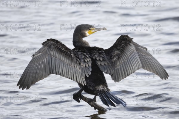 Great cormorant (Phalacrocorax carbo) adult bird drying its wings on a tree branch, Norfolk, England, United Kingdom