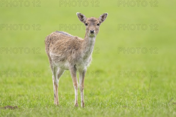 European fallow deer (dama dama) doe on a meadow in autumn, Bavaria, Germany
