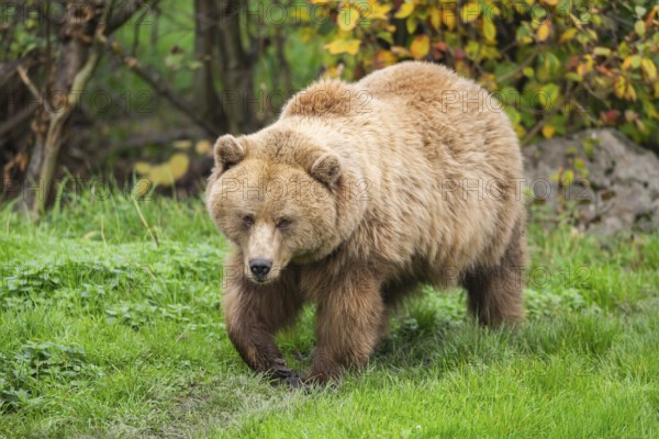 Eurasian Brown Bear (Ursus arctos arctos) walking on a meadow, Bavaria, Germany