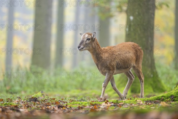 European mouflon (Ovis aries musimon) sheep (female) walking in a forest in autumn, Bavaria, Germany