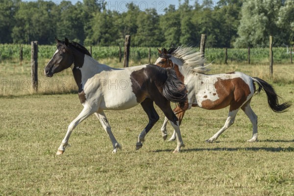 Twee pairs, one with a zwart-witte vacht and de ander with a bruin-witte vacht, galopperen speels door een groene weide op een zonnige dag. De omgeving is rustig en sereen. Bas Rhin, Alsace, France