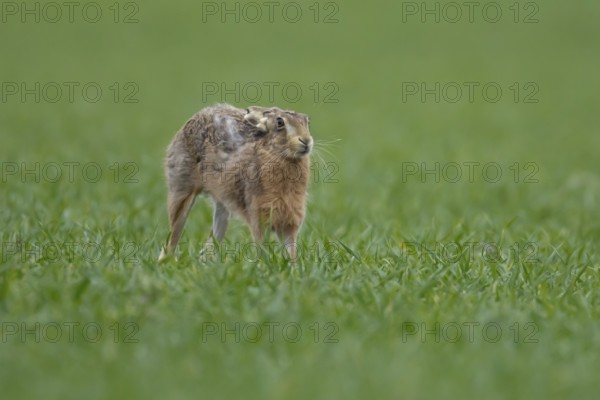 European brown hare (Lepus europaeus) adult animal stretching in a farmland cereal field in springtime, England, United Kingdom