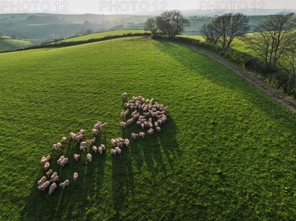 Flock of Sheep on Farms from a drone, Torquay, Devon, England, United Kingdom