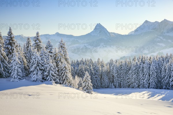View of Sattelegg with Chöpfenberg in the background, Canton Schwyz, Switzerland