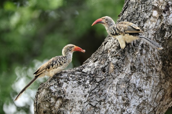 Mopanetoko (Tockus rufirostris), Southern Red-billed Hornbill, adult, pair, on tree, at breeding den, with food, Kruger, Kruger National Park, South Africa