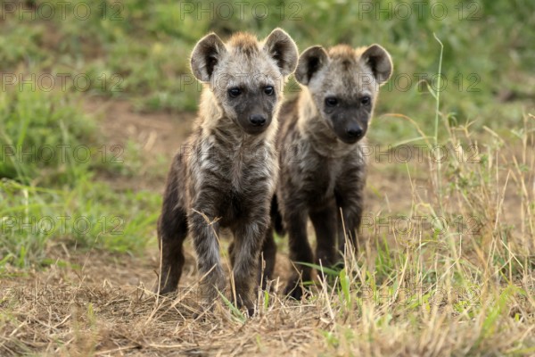 Spotted hyena (Crocuta crocuta), spotted hyena, cubs, two, siblings, alert, curious, together, Kruger, Kruger National Park, South Africa