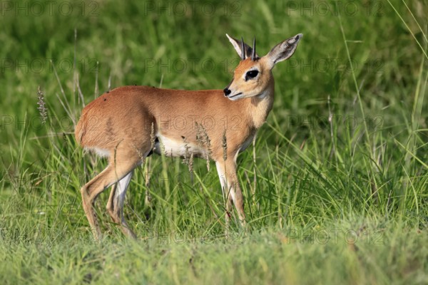 Steenbok (Raphicerus campestris), adult, male, foraging, vigilant, dwarf antelope, Kruger, Kruger National Park, South Africa