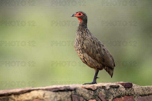 Swainson's francolin (Pternistis swainsonii), adult, alert, Kruger, Kruger National Park, South Africa