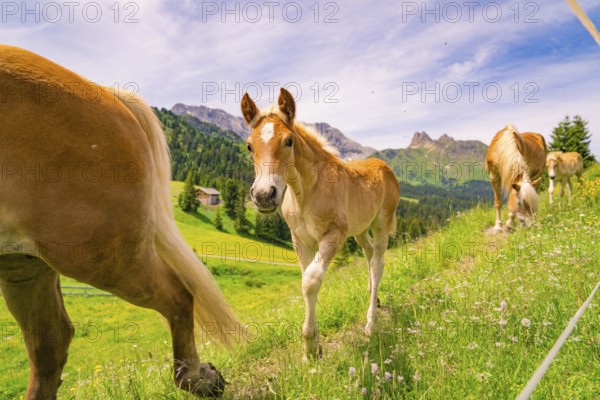 Foal on a flower meadow in front of a majestic mountain backdrop and blue sky, hike to the Schlehrn, Seiser Alm, Dolomites, South Tyrol, Italy