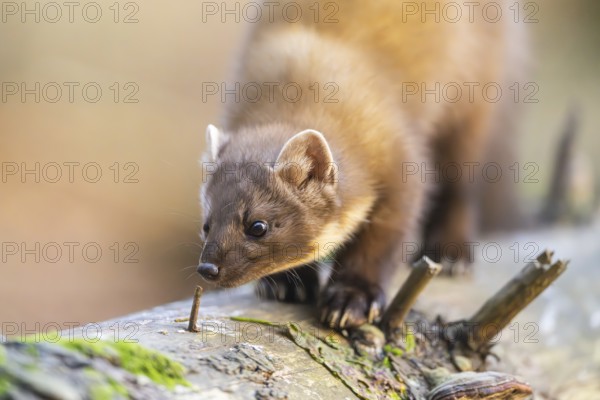 European pine marten (Martes martes) in a forest in autumn, Bavaria, Germany