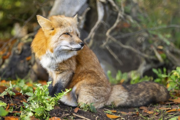 Red fox (Vulpes vulpes) sitting in a forest in autumn, Bavaria, Germany