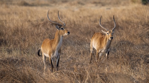 Letschwe or lychee moor antelope (Kobus leche), two animals in dry grass in the evening light, Okavango Delta, Moremi Game Reserve, Botswana