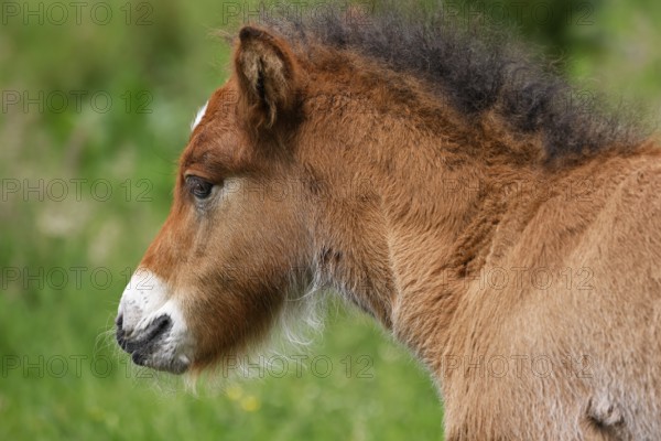 Young Icelandic stallion (Equus islandicus), foal in a meadow, colt, animal child, portrait, Schleswig-Holstein, Germany